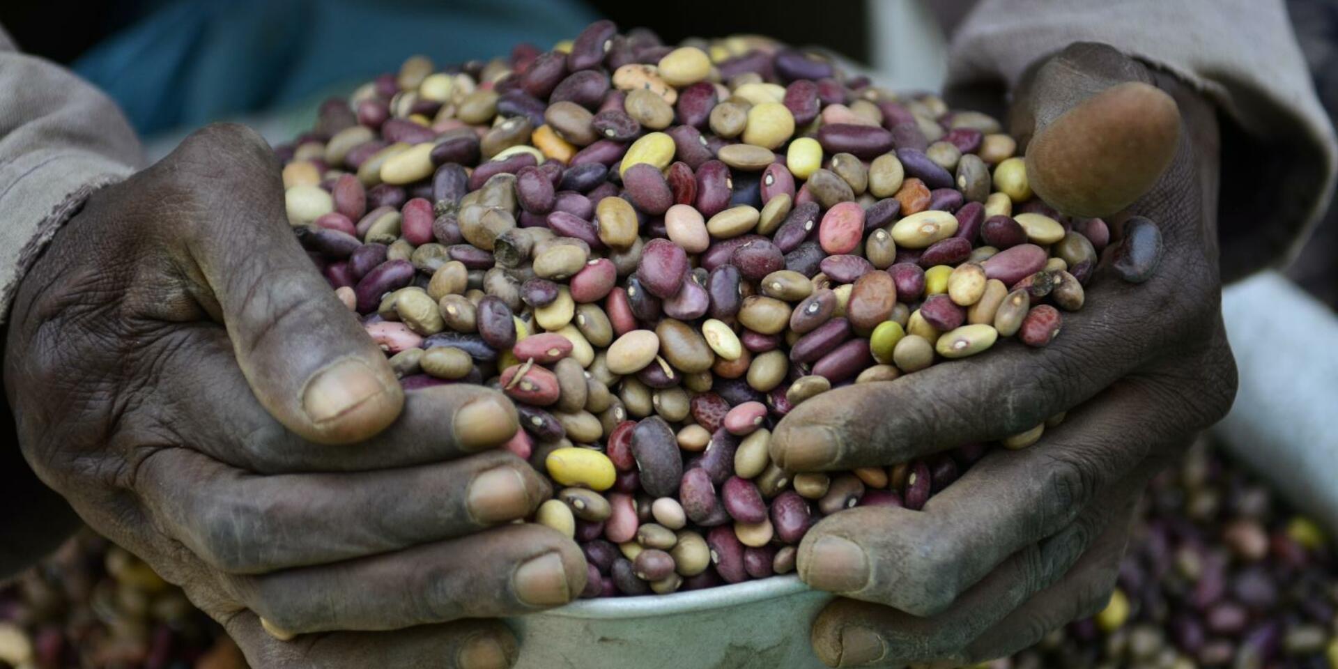 Projects and Flagship Initiatives in the Democratic Republic of the Congo - Alliance Bioversity International - CIAT