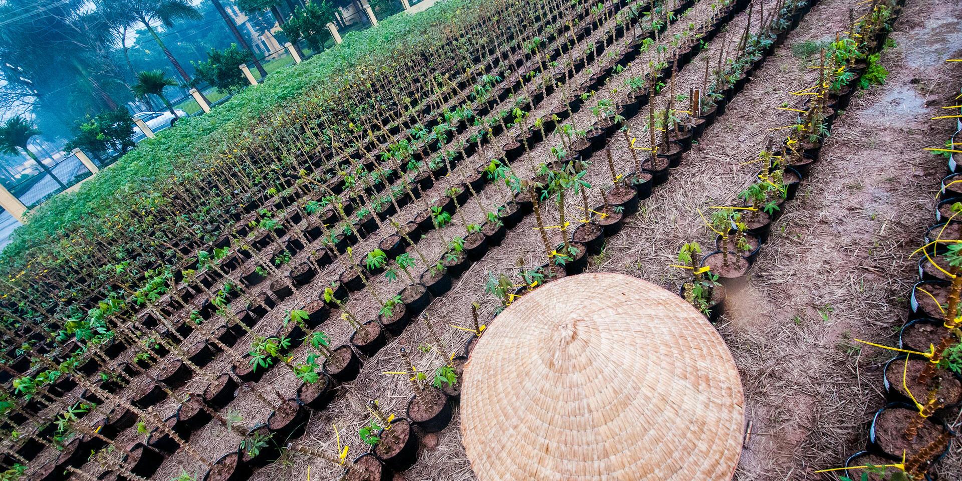 Projects and Flagship Initiatives in Vietnam - Alliance Bioversity International - CIAT