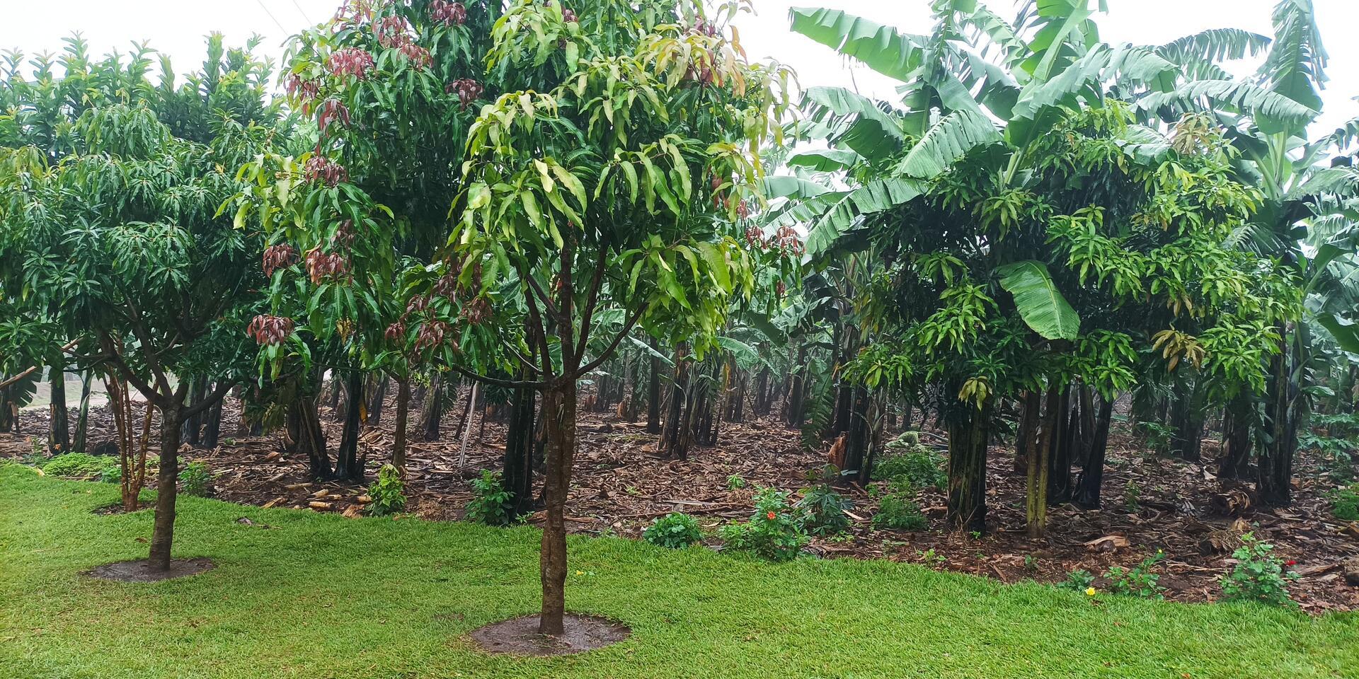 Promoting Resilient Agroforestry Systems in Uganda: Insights from Fieldwork - Alliance Bioversity International - CIAT
