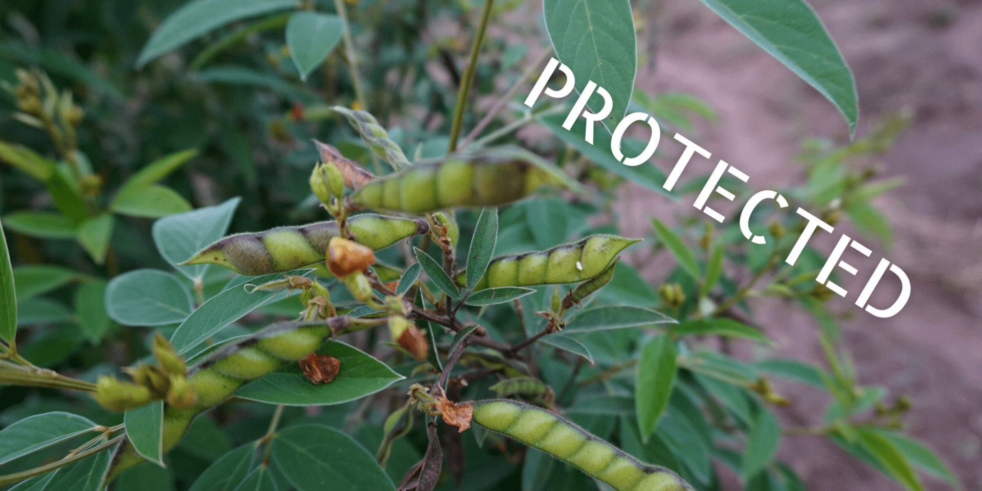 Now under protection: Traditional vegetables recognized by UNESCO in Kenya