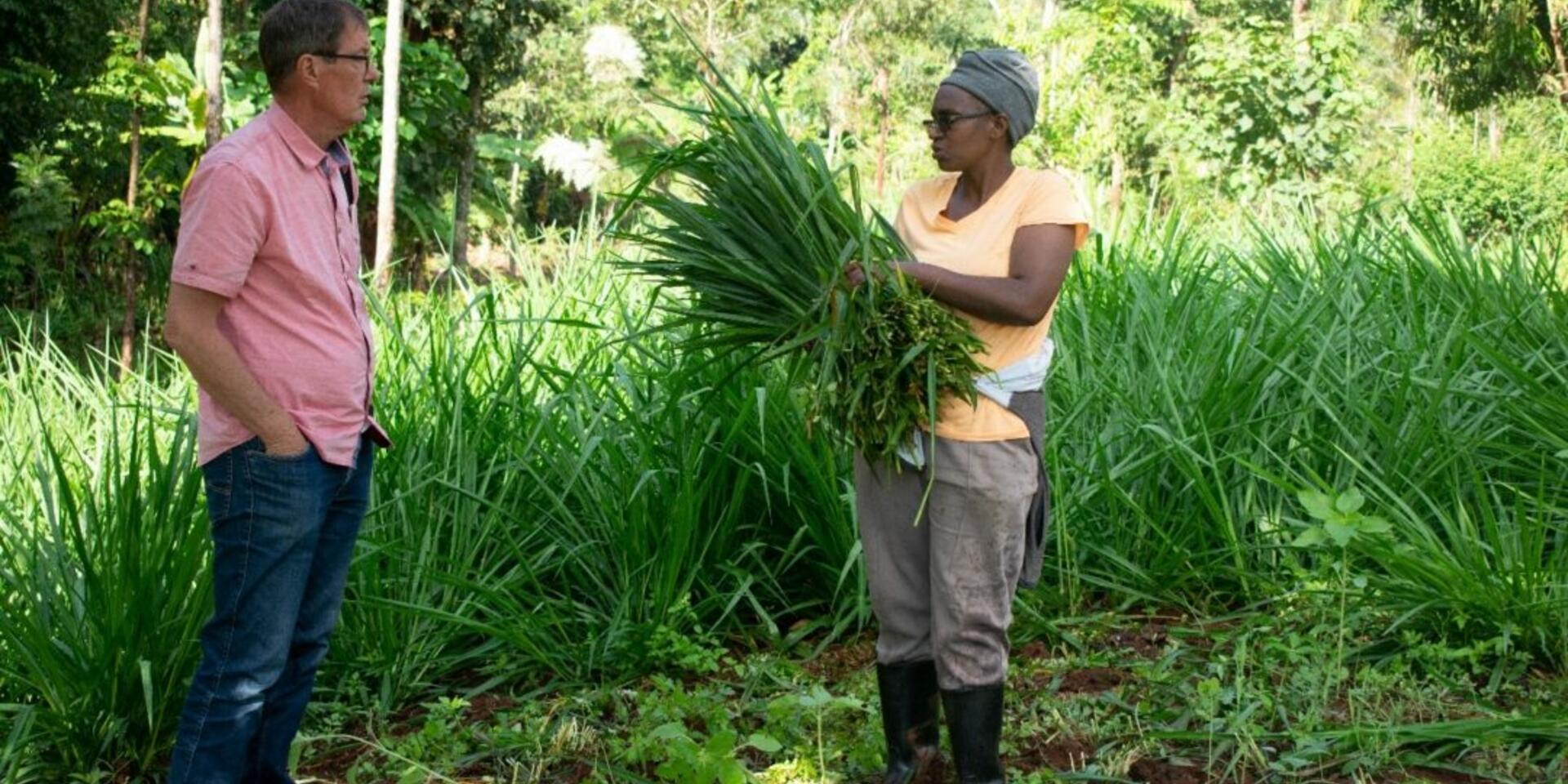 La ganader&iacute;a lechera transforma los medios de sustento de los productores