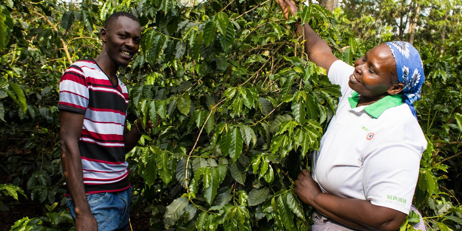 Regenerative agriculture a new value proposition for Kenya&rsquo;s coffee sector - Alliance Bioversity International - CIAT