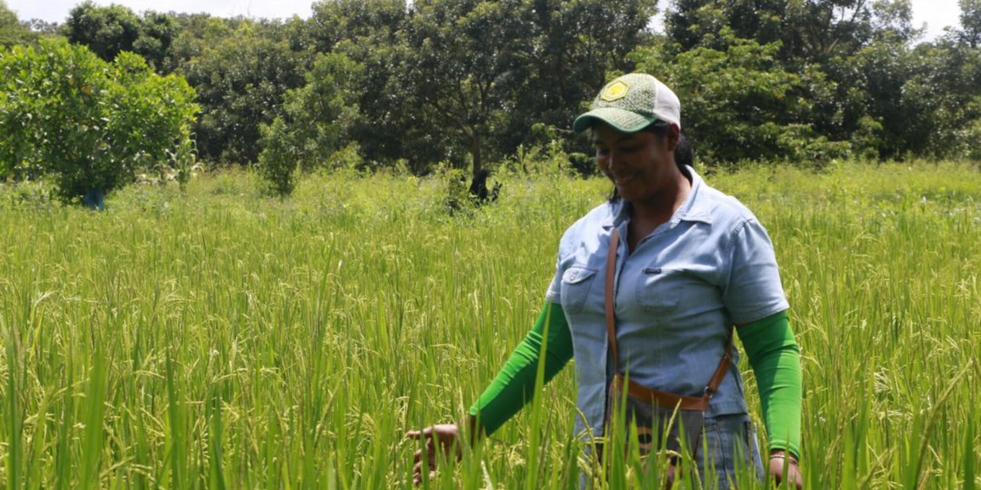 Gender and AWD. A study in progress with rice farmers in Colombia