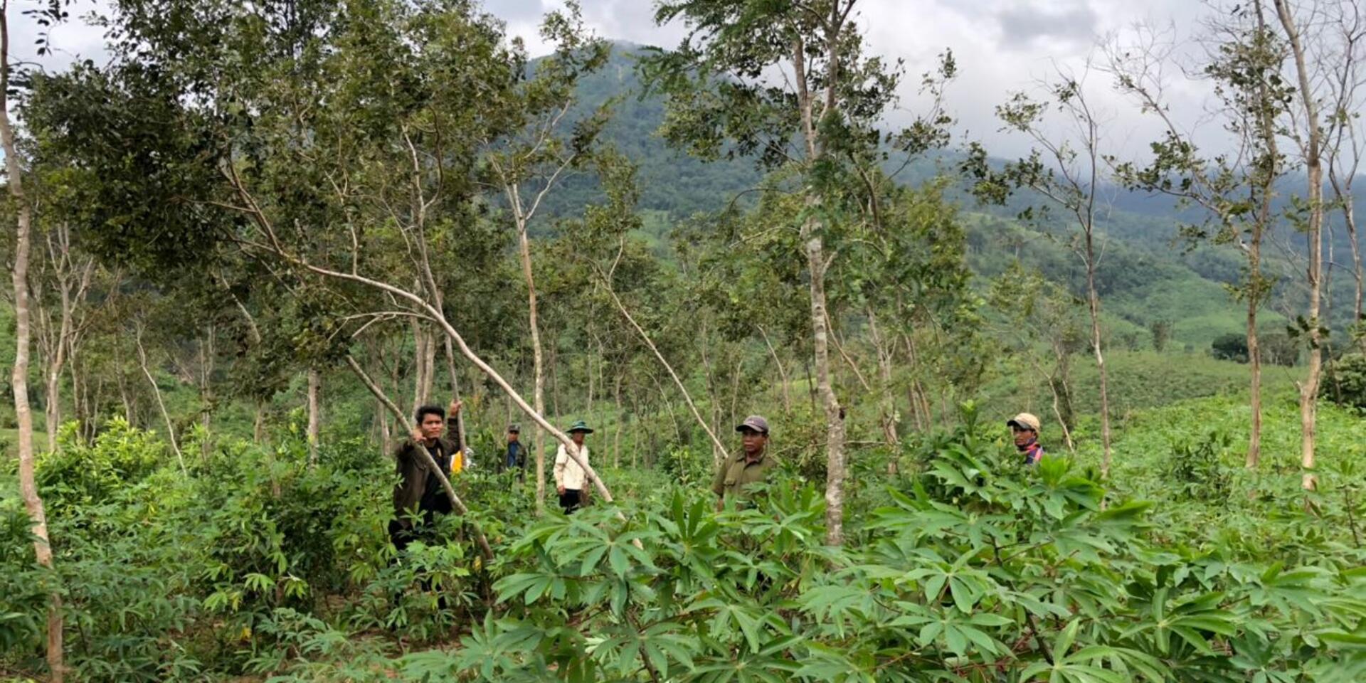 Highly valuable Asian rosewood trees face a host of threats to survival 