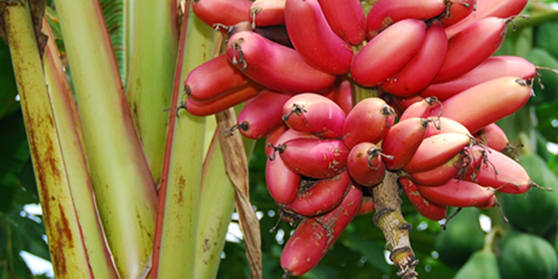 What is in a banana name?