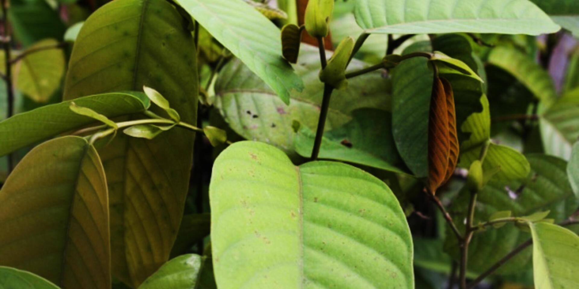 Asia&rsquo;s unique forest genetic resources supported in new APFORGEN strategy