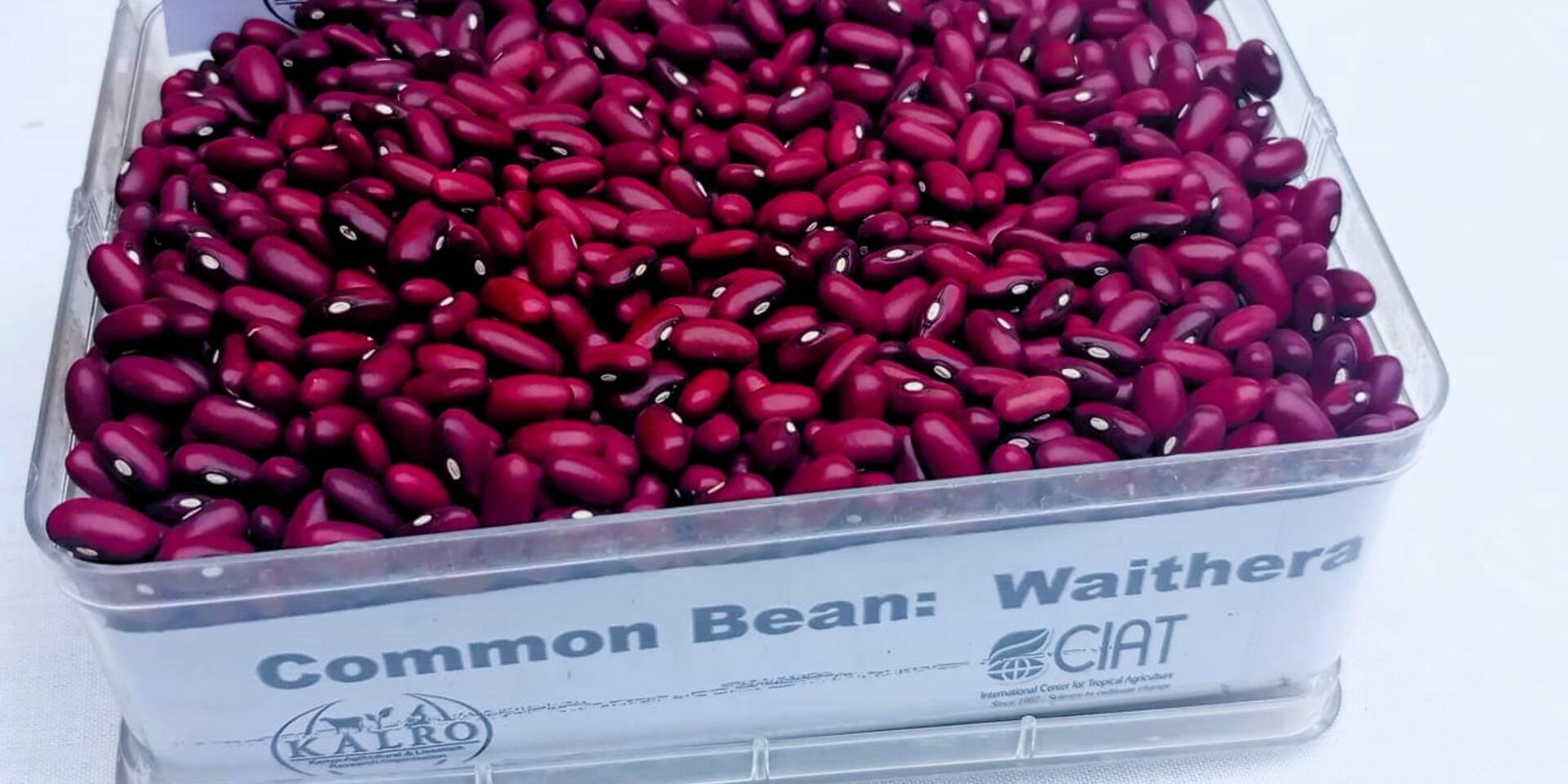 Small seed, bigger harvest - How Waithera is winning Kenyan farmers' trust