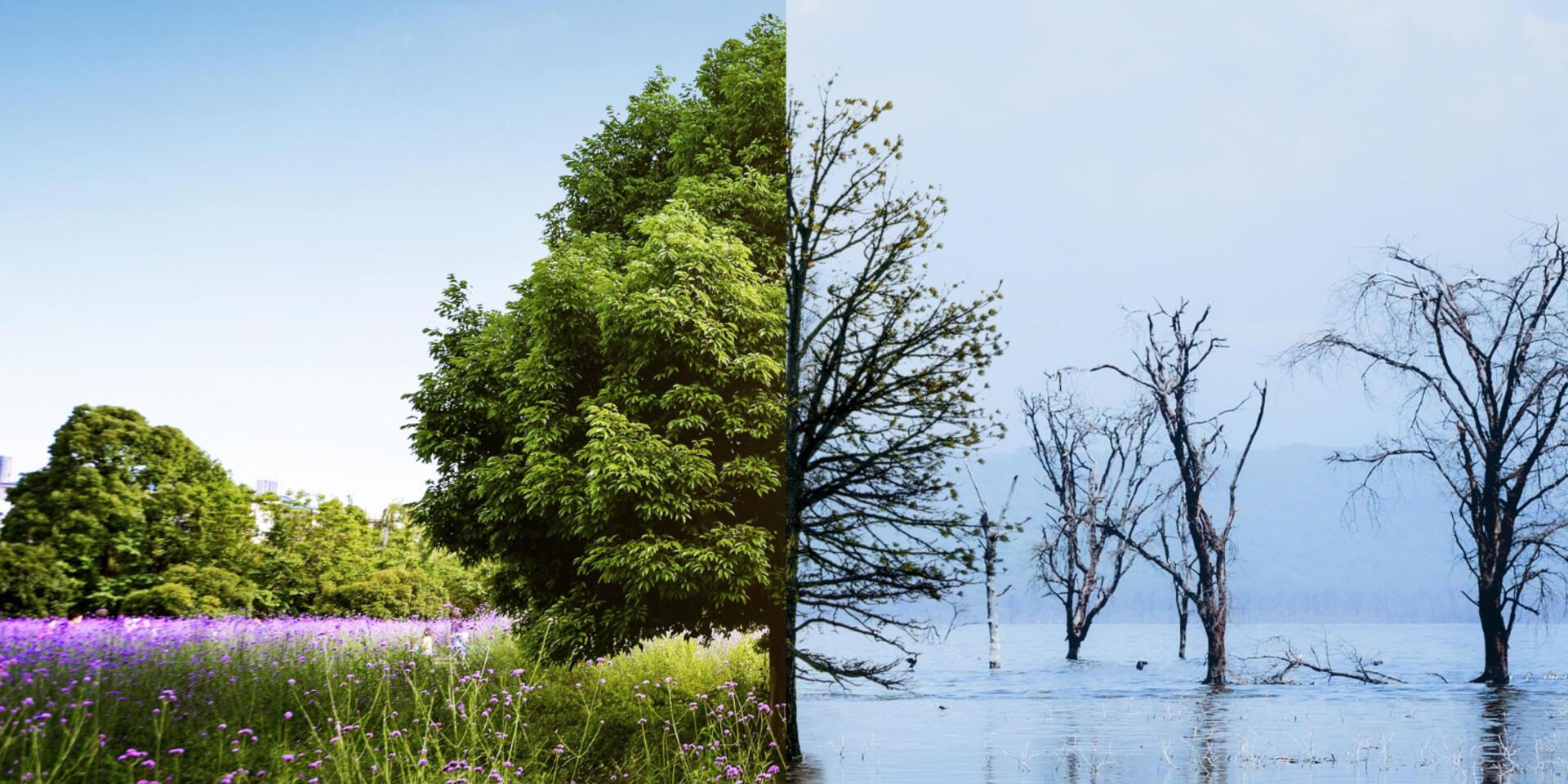 Study finds global climate change adaptation actions are too uncoordinated - Alliance Bioversity International - CIAT