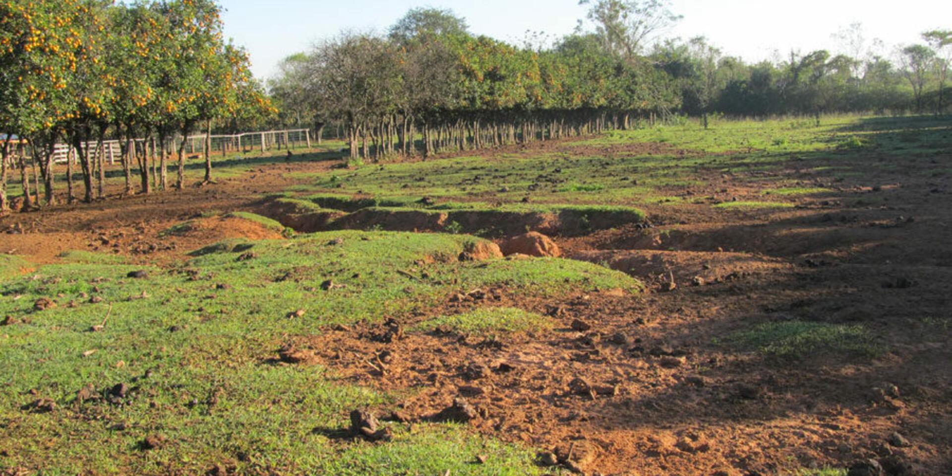 Primeros pasos del CIAT en suelo paraguayo