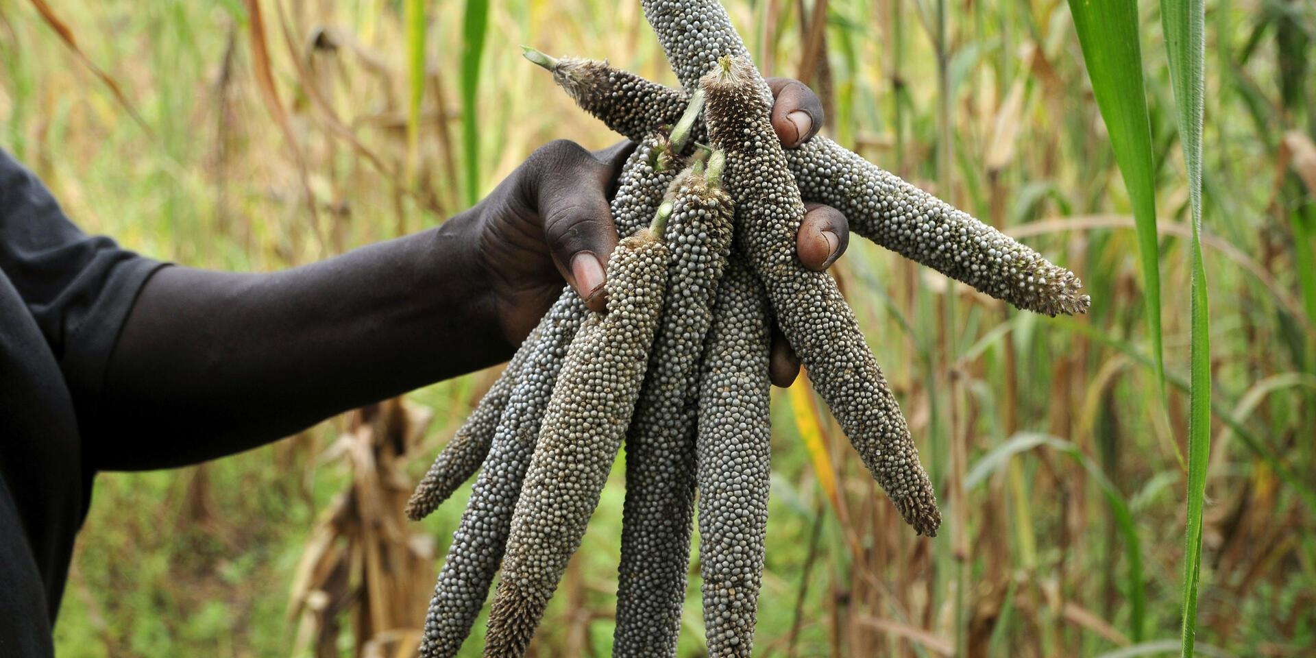 Survey Firm for Conducting Survey and Experimental Data Collection For Youth Agripreneur Programs In Ghana