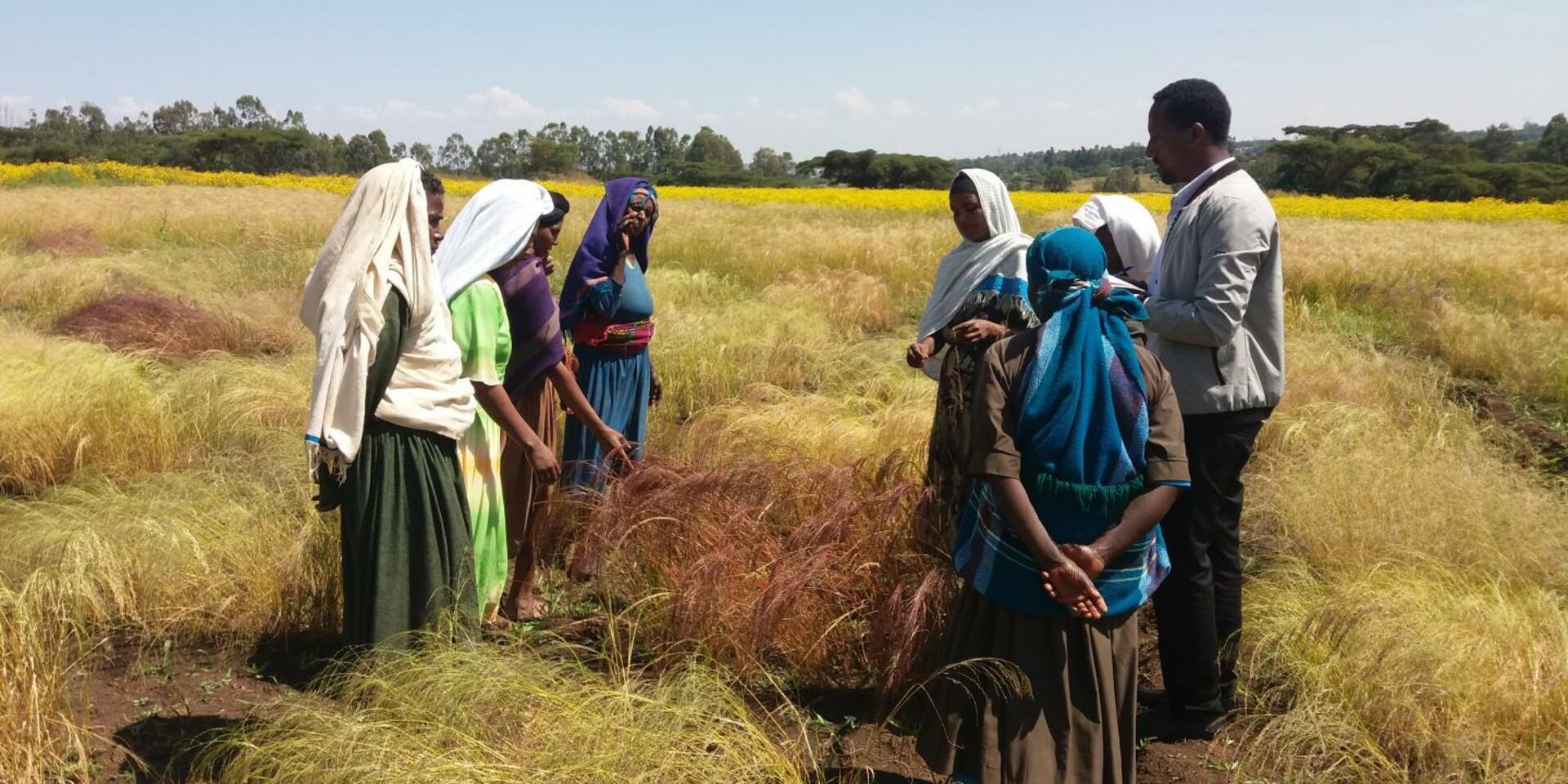 teff_farmers_ethiopia