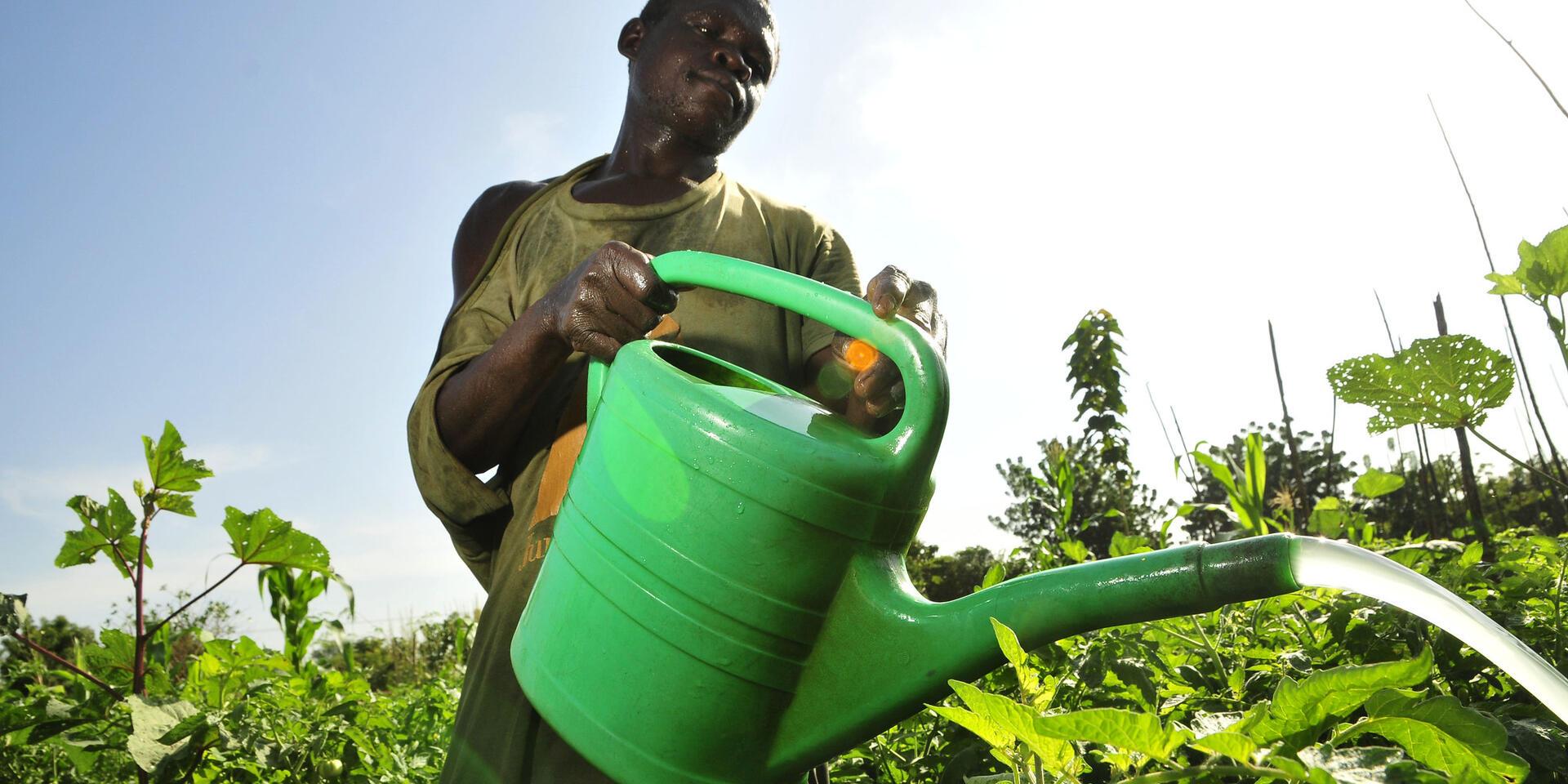 The Alliance at the 17th Africa Day for Food and Nutrition Security (ADFNS) 2026