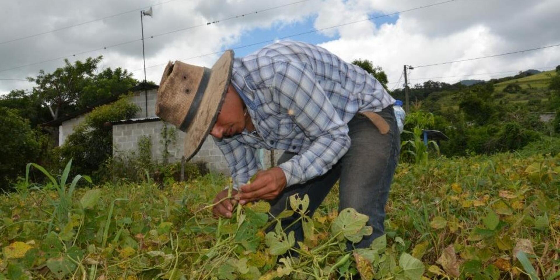 The Government of Korea supports regional scientists to fight the effects of drought on beans - Alliance Bioversity International - CIAT