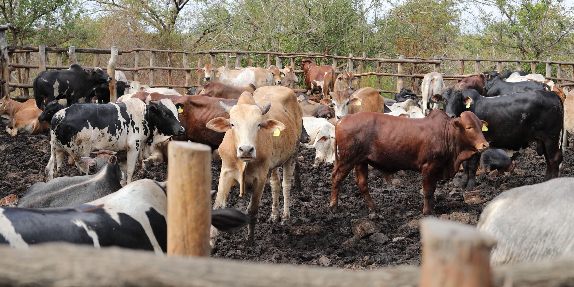 Tipping the scales towards growth -  How Khama Cattle Ranch turned unmet demand into sustained growth and is reshaping the livestock sector in southern Malawi - Alliance Bioversity International - CIAT