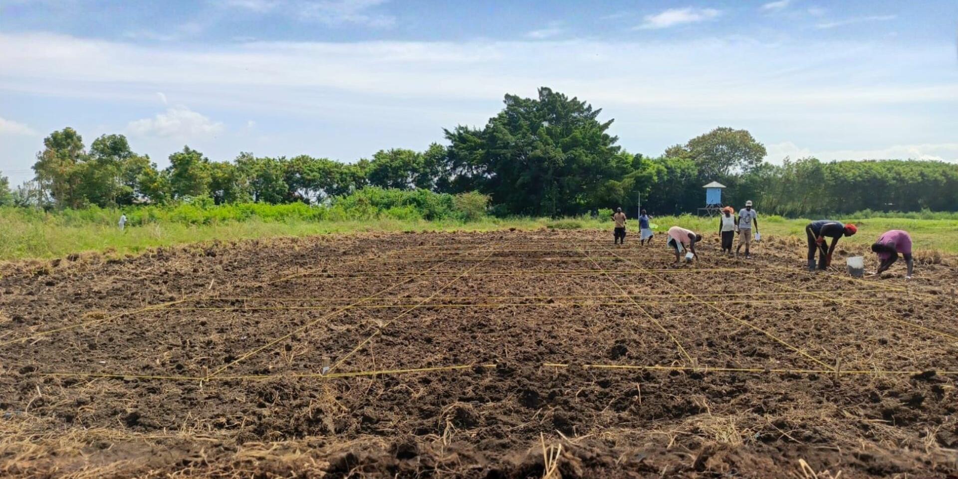 Tropical forages in Africa: an integrated solution for soil carbon storage, livestock productivity, and improved rural livelihoods