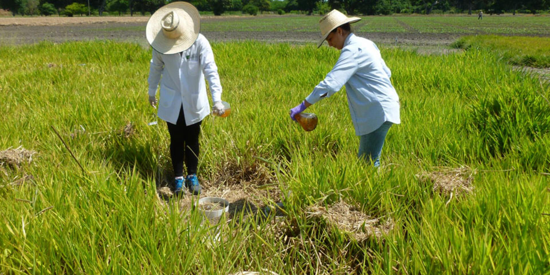 Tropical grasses: feed and plumber