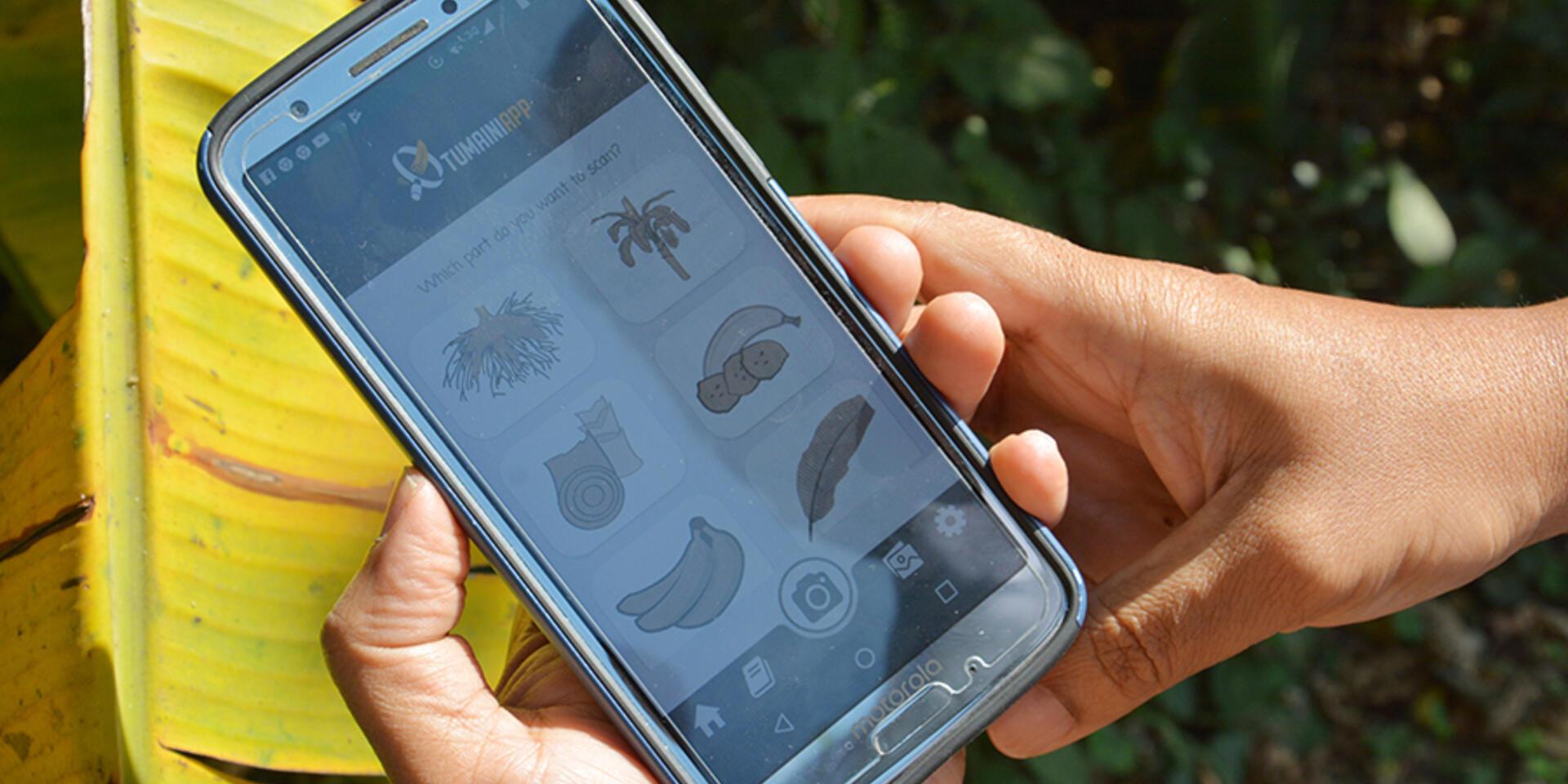 La inteligencia artificial ayuda a los productores de banano a proteger la fruta favorita del planeta