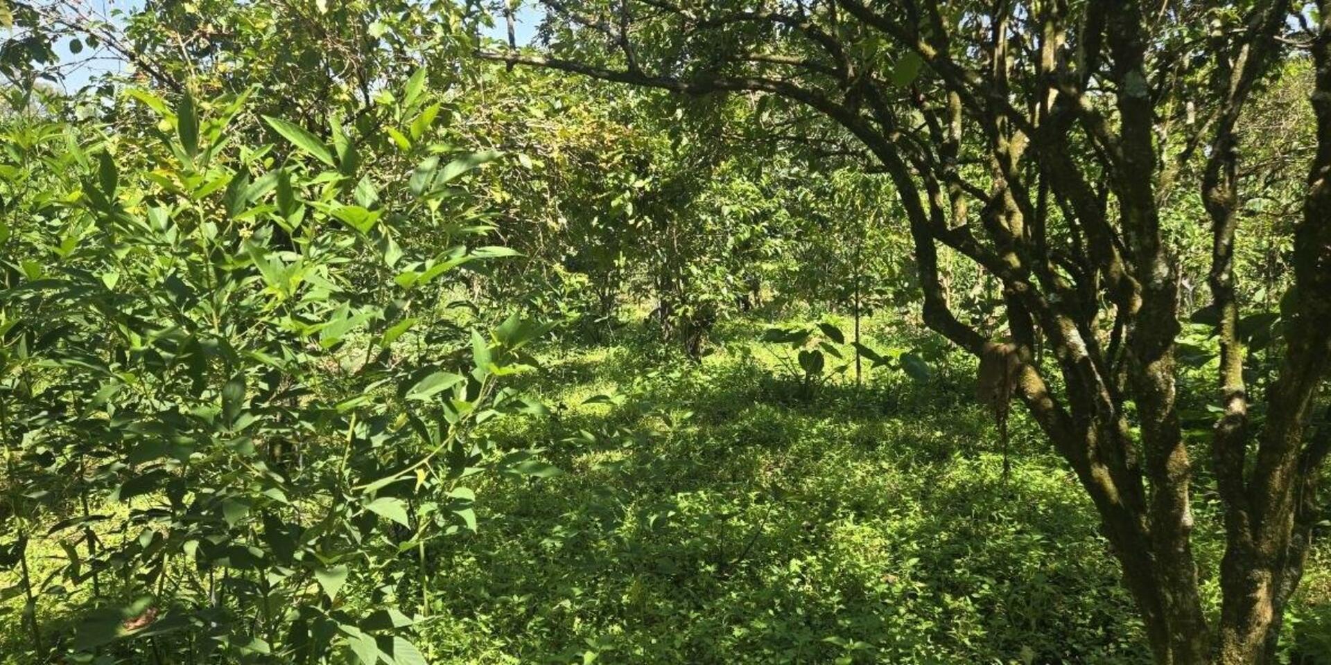Turning forest conservation and landscape restoration into livelihood opportunities - a consultation on incentives in the upper Omo&ndash;Ghibe Basin in Southwest Ethiopia