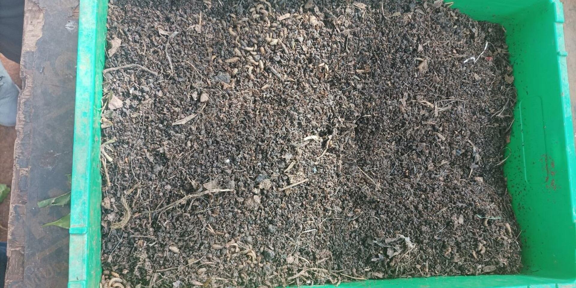 Turning waste into wealth with Black Soldier Fly farming in Uganda  - Alliance Bioversity International - CIAT