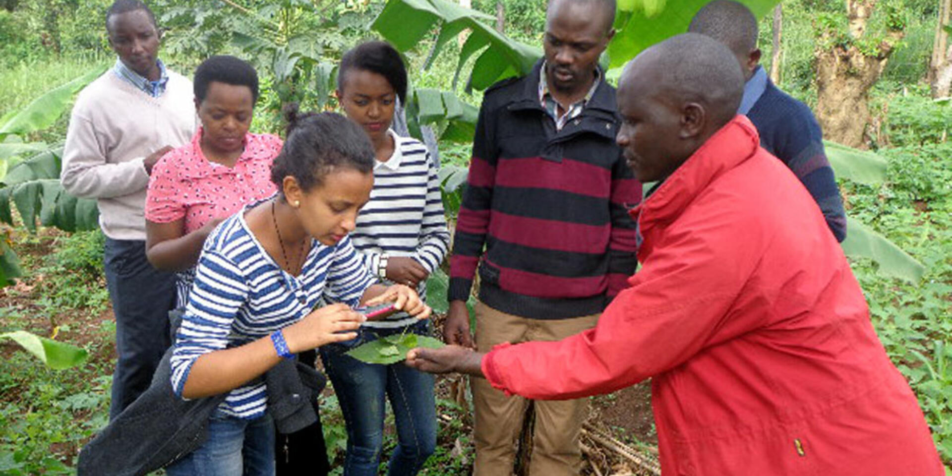 Bean pathology training at CIAT Uganda