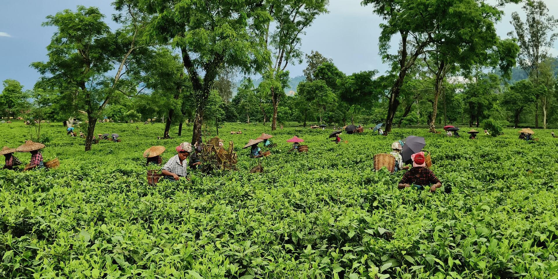 Unpacking identity and intersectionality in India&rsquo;s Assamese smallgrower tea sector - Alliance Bioversity International - CIAT