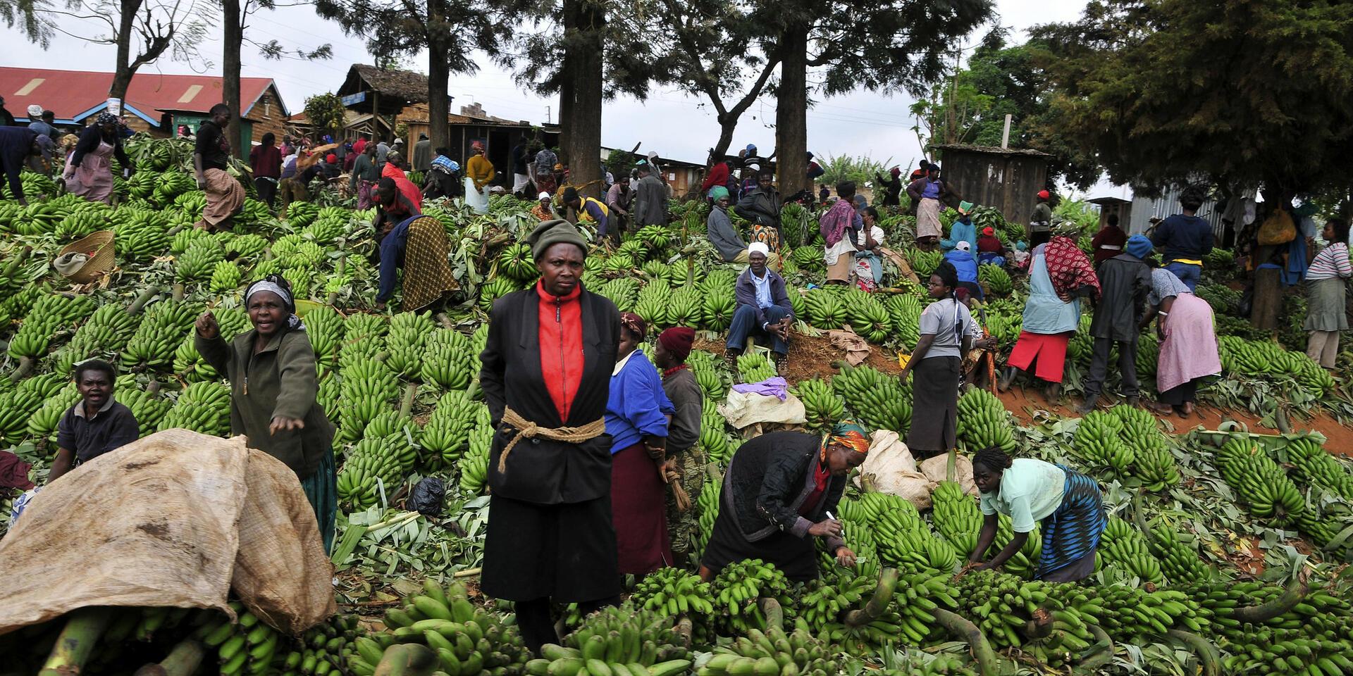 Venture-Out Events: Entrepreneurship in Agribusiness - Alliance Bioversity International - CIAT