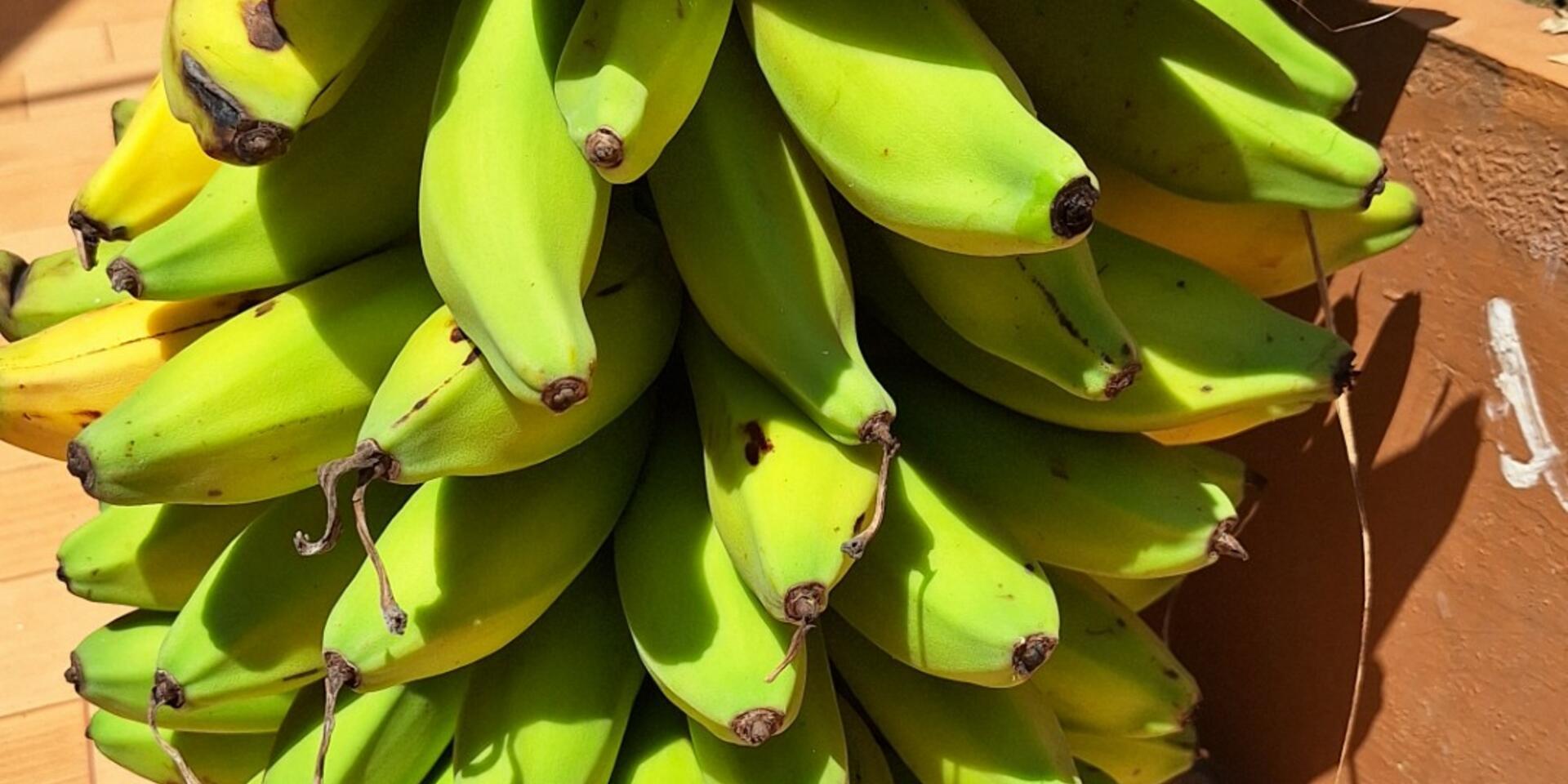 Vitamin A-rich bananas bring better nutrition to Tanzania