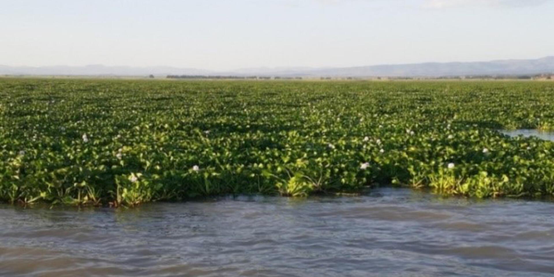 Helping Lake Tana fight the Water Hyacinth menace