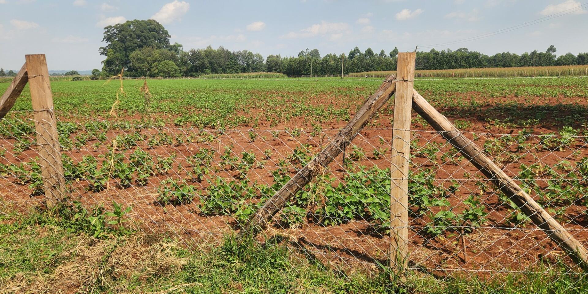 What happens when a seed company disappears Lessons from Western Kenya - Alliance Bioversity International - CIAT