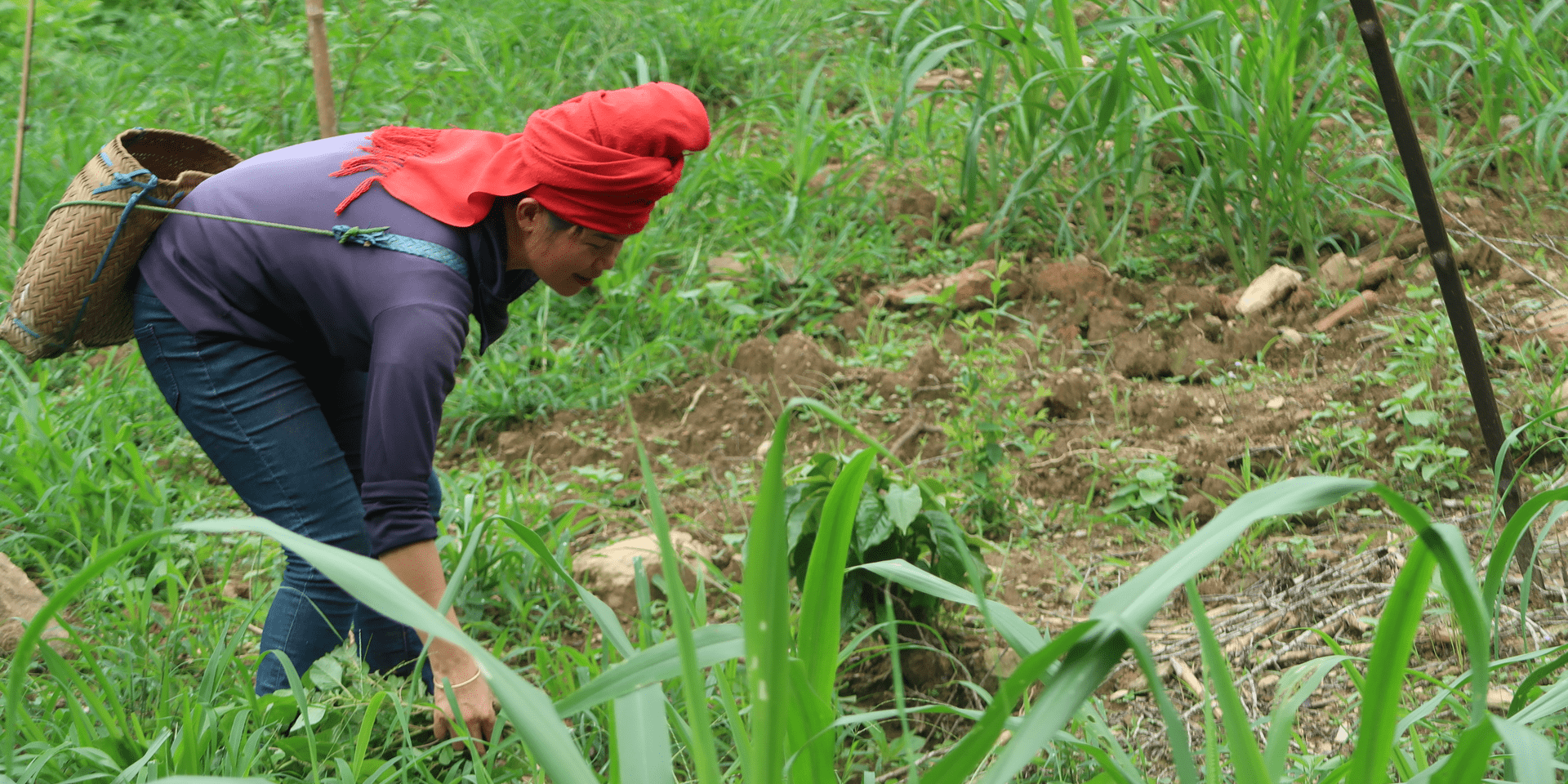 Winter is coming: How to sustainably feed livestock in Northwestern Vietnam? - Alliance Bioversity International - CIAT