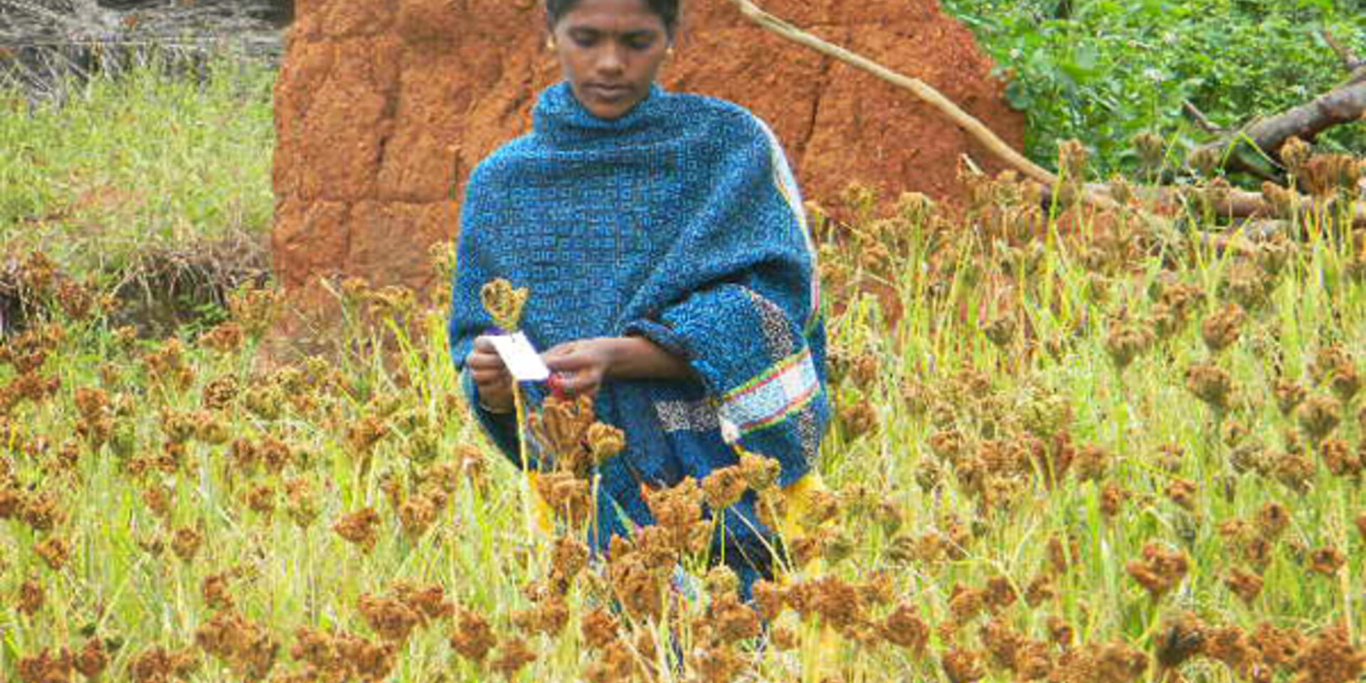 Underutilized crops to enhance resilience and nutrition in Mali, India and Guatemala