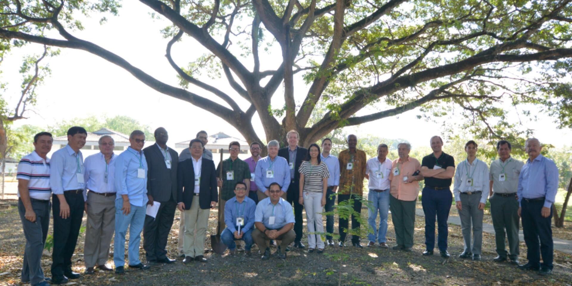 Comparing cassava value chains in the global context