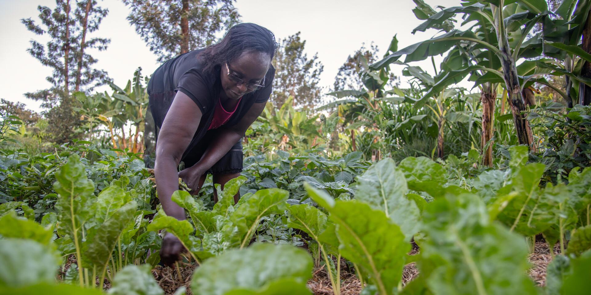 Zero loss towards conserving Africa&rsquo;s new gold - Alliance of Bioversity International and CIAT