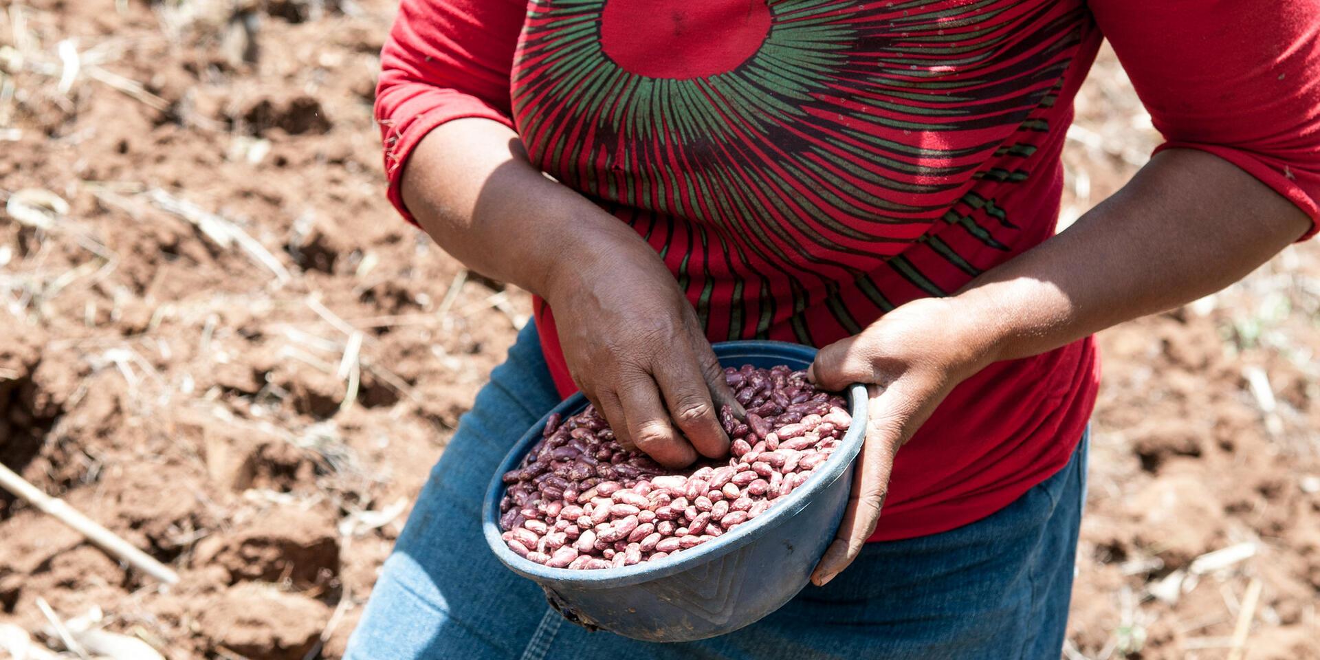Zimbabwe - Alliance Bioversity International and CIAT