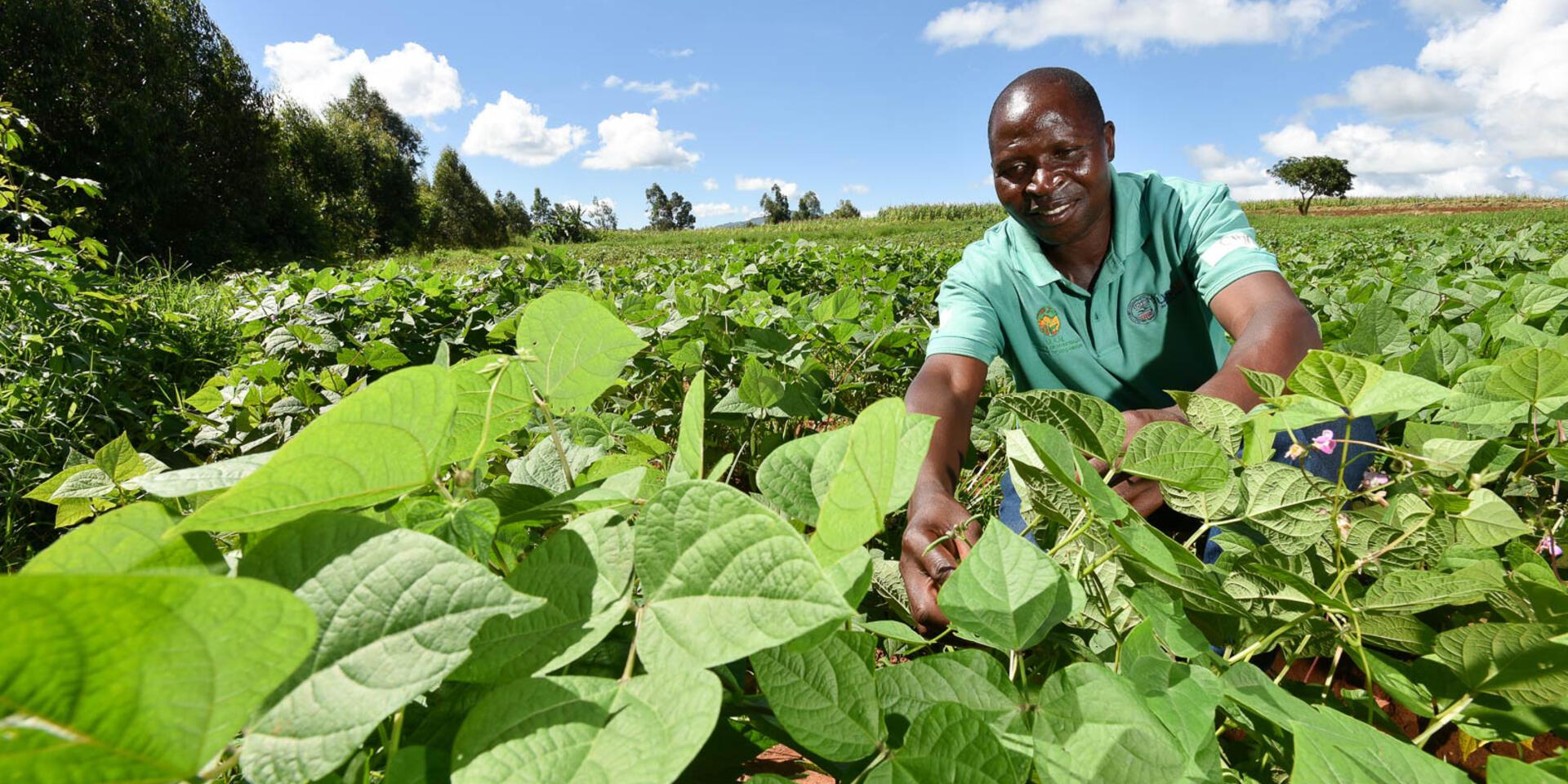 Zimbabwe - Alliance of Bioversity International and CIAT