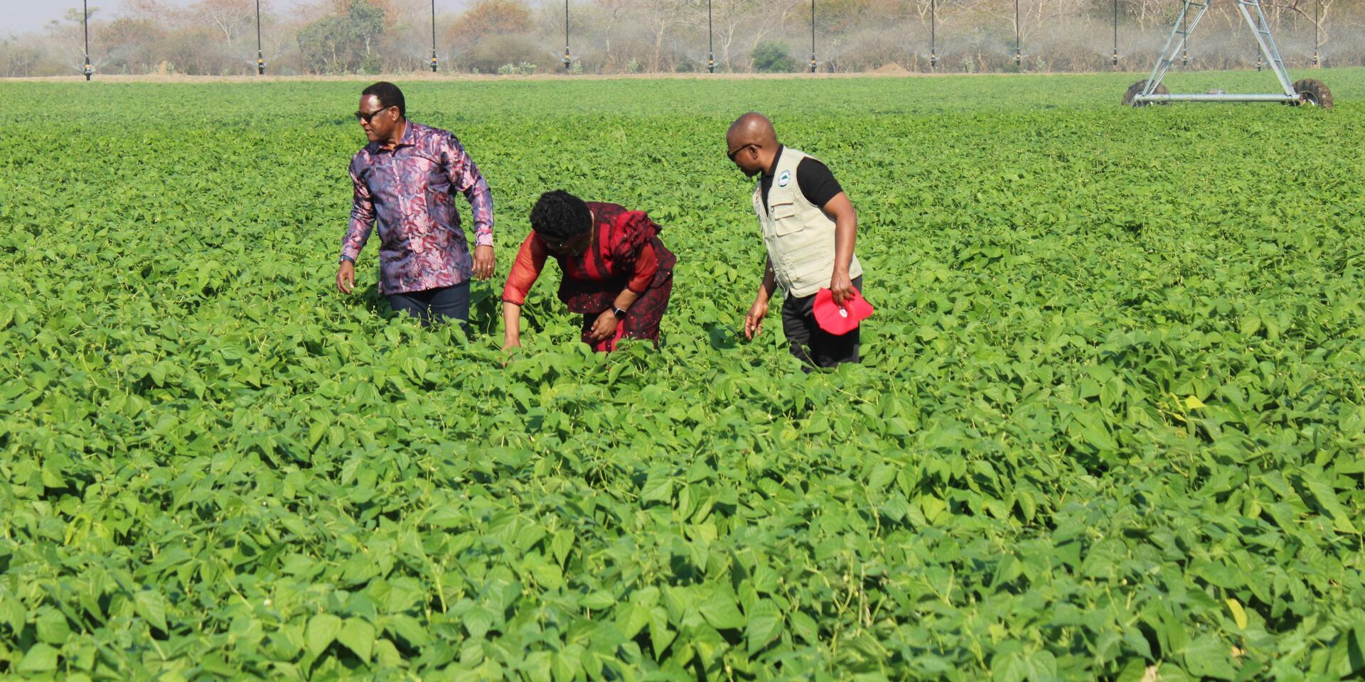 Impactful Public-Private Synergies Attract Government Support for Malawi&rsquo;s Bean Value Chain