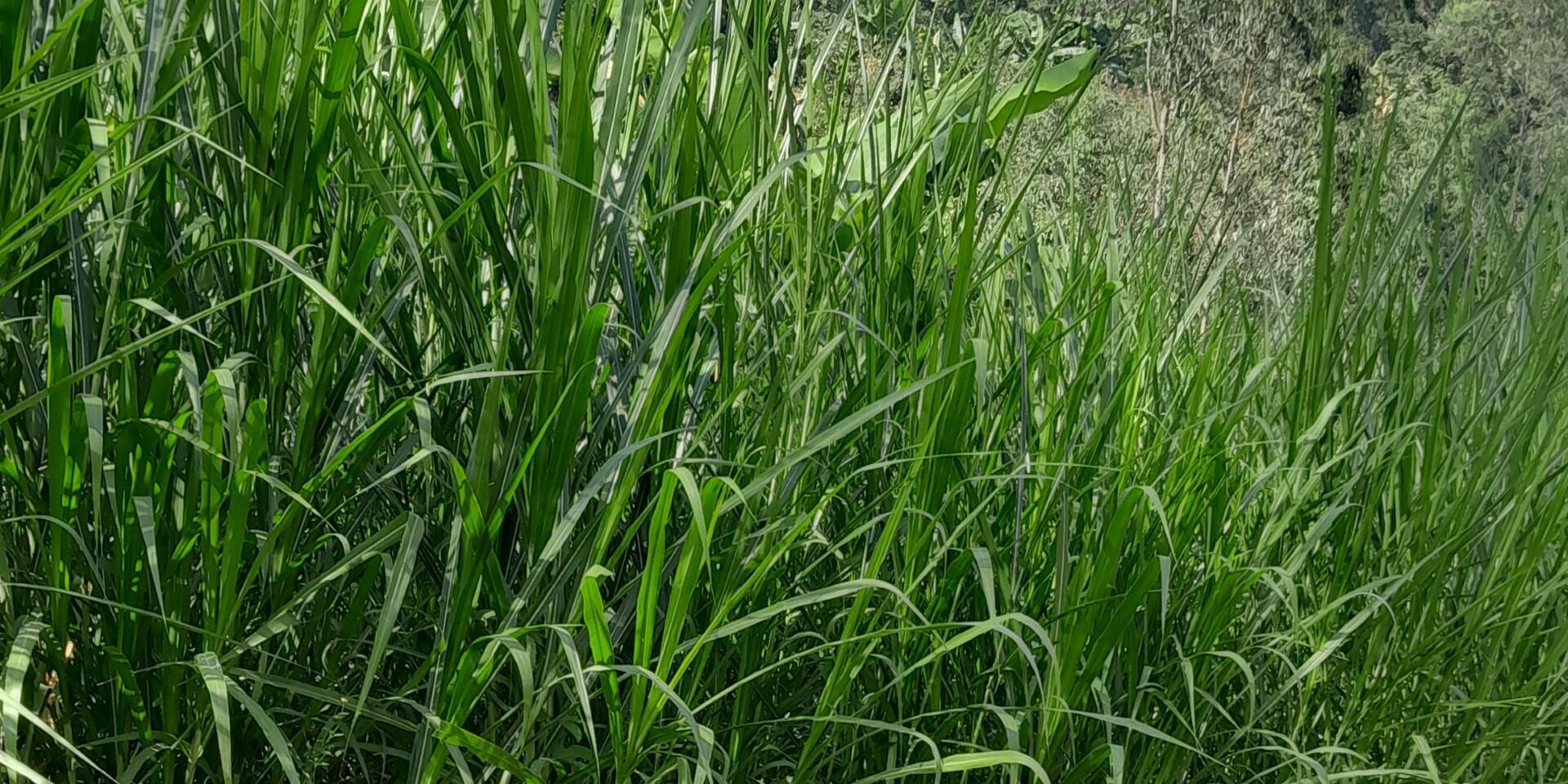 Improved Forage Technologies Advance Climate-Smart Farming in Ethiopia