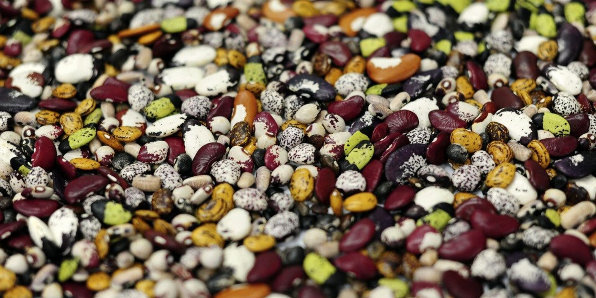 In East and Southern Africa, PABRA pilots the first regional Product Advancement Meeting for beans