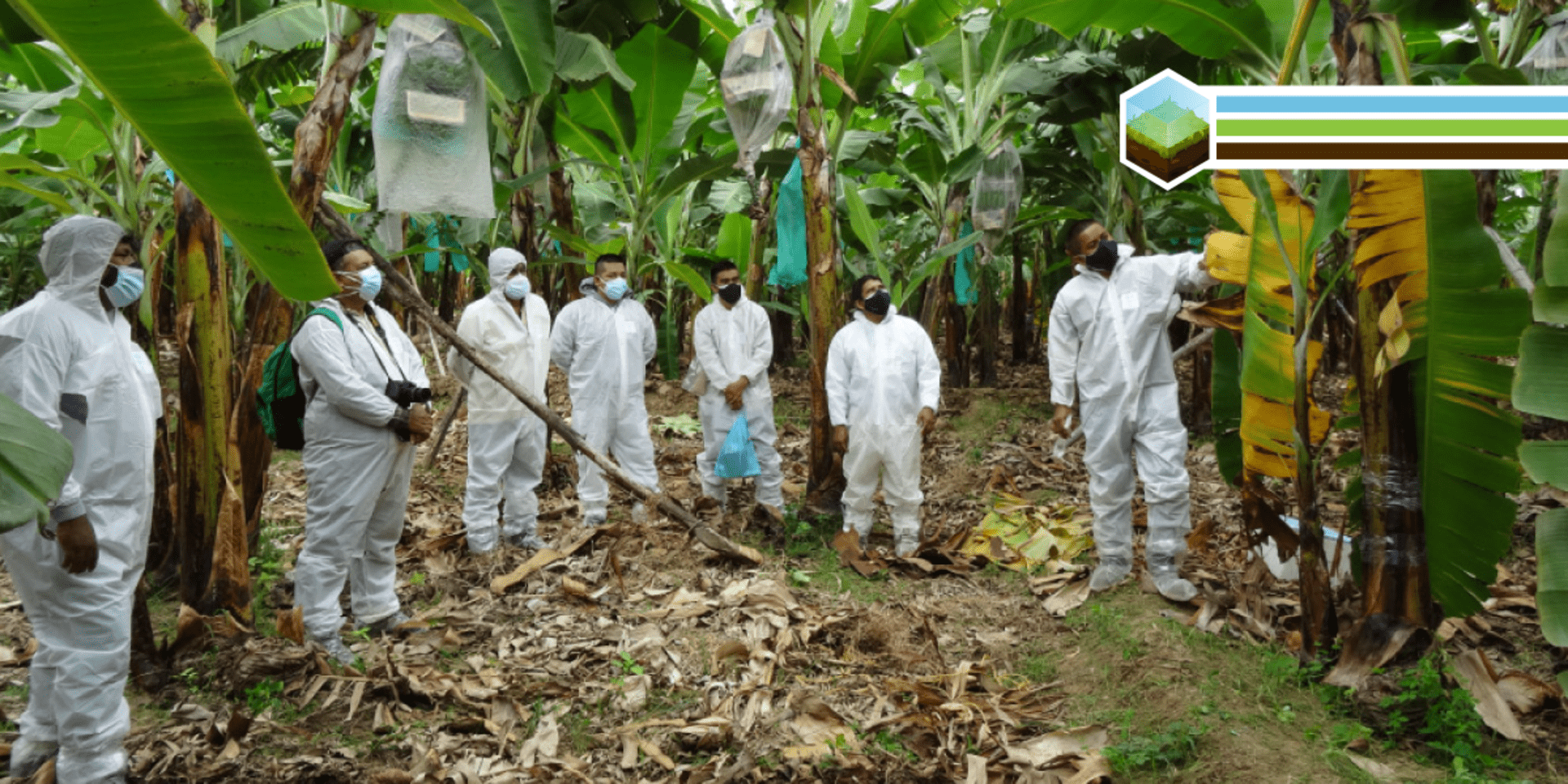 Institutions in Peru coordinate efforts to combat Fusarium wilt Tropical Race 4