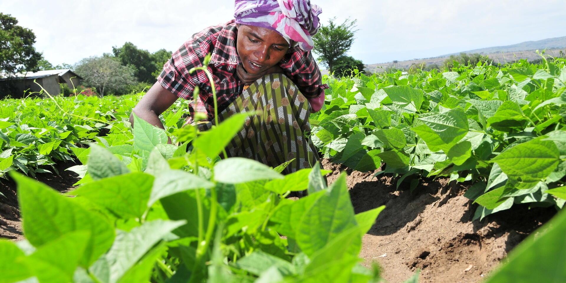Investing at 45&deg;C: The Alliance charts Djibouti&rsquo;s climate-smart path 