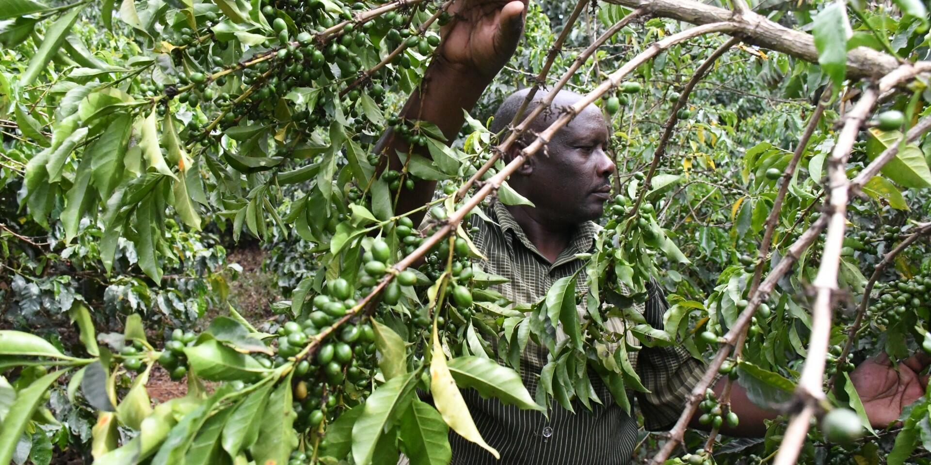 Mark of social inclusion: Brewing dignity into Kenya&rsquo;s coffee trade 