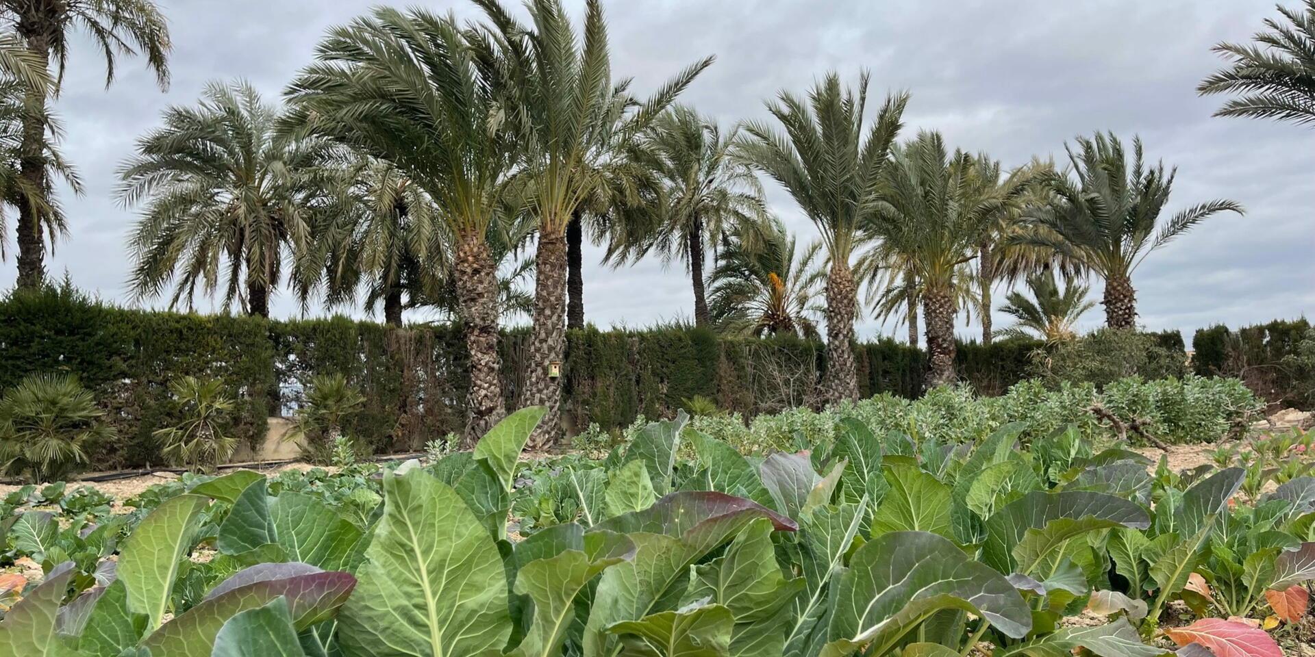 Marketing Agency for the AgriTech4Egypt: Technological Innovation in AgriFood Sector in Egypt (AID 13162) 