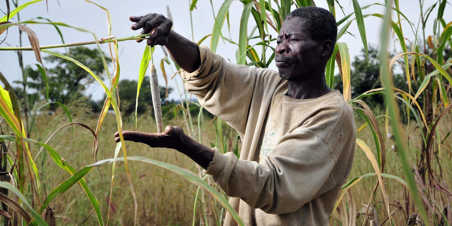 Millet: From Ancient Grain to Staple Crop for Future Food Systems