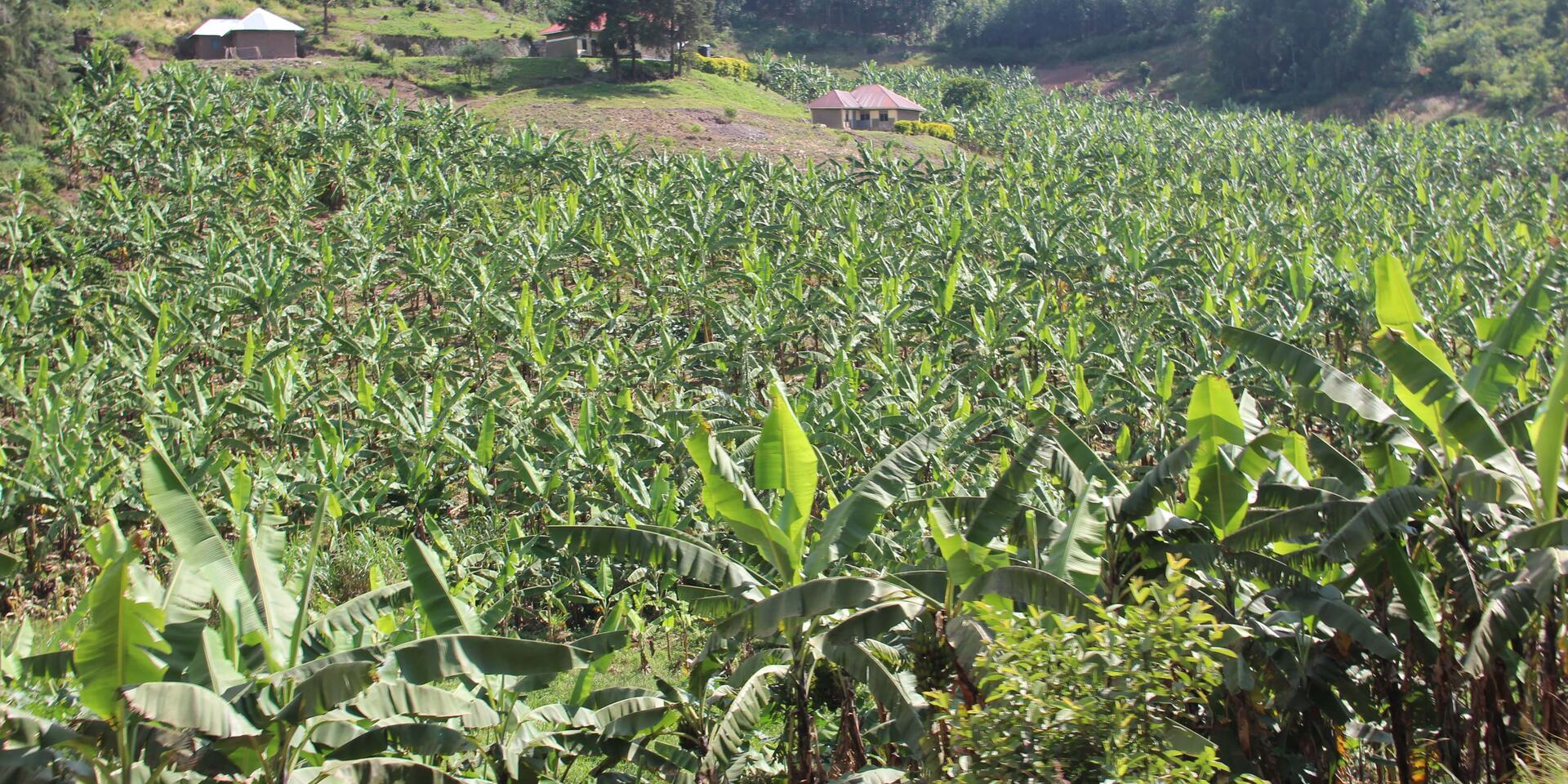  More Fruit Diversity for Food Security 