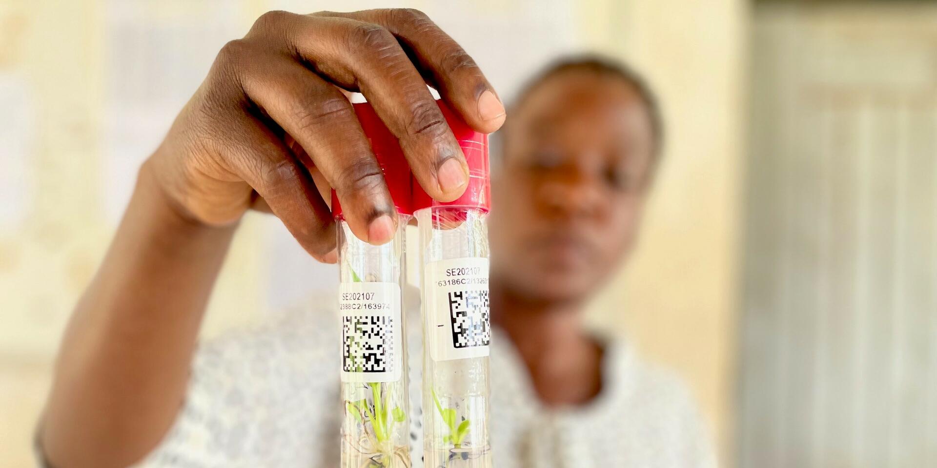 New CGIAR flagship report translates insights into impact for food systems in crisis  
