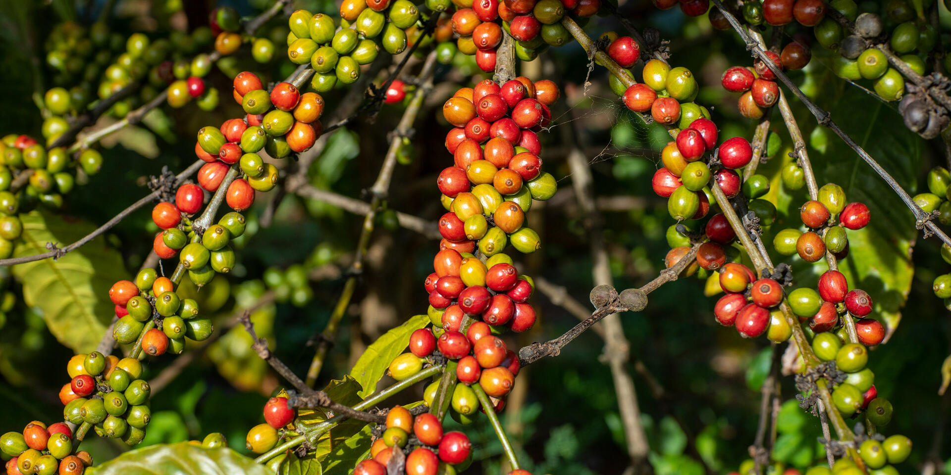 New mapping system ends farm mislabeling, protecting coffee and cacao trade - Alliance Bioversity International and CIAT