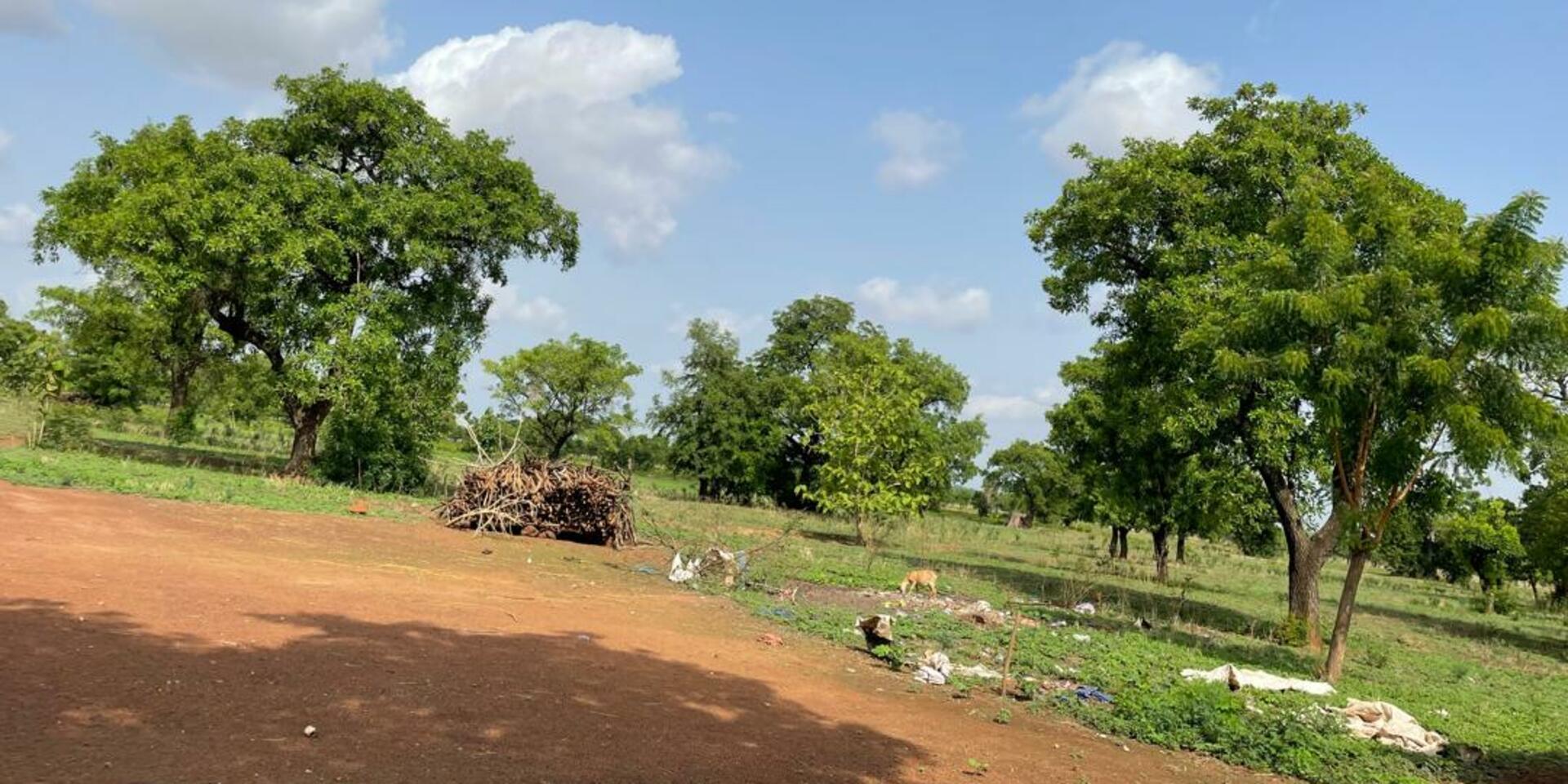 Optimizing farming systems for sustainable intensification in Savulgu district, Northern Ghana Insights from fieldwork