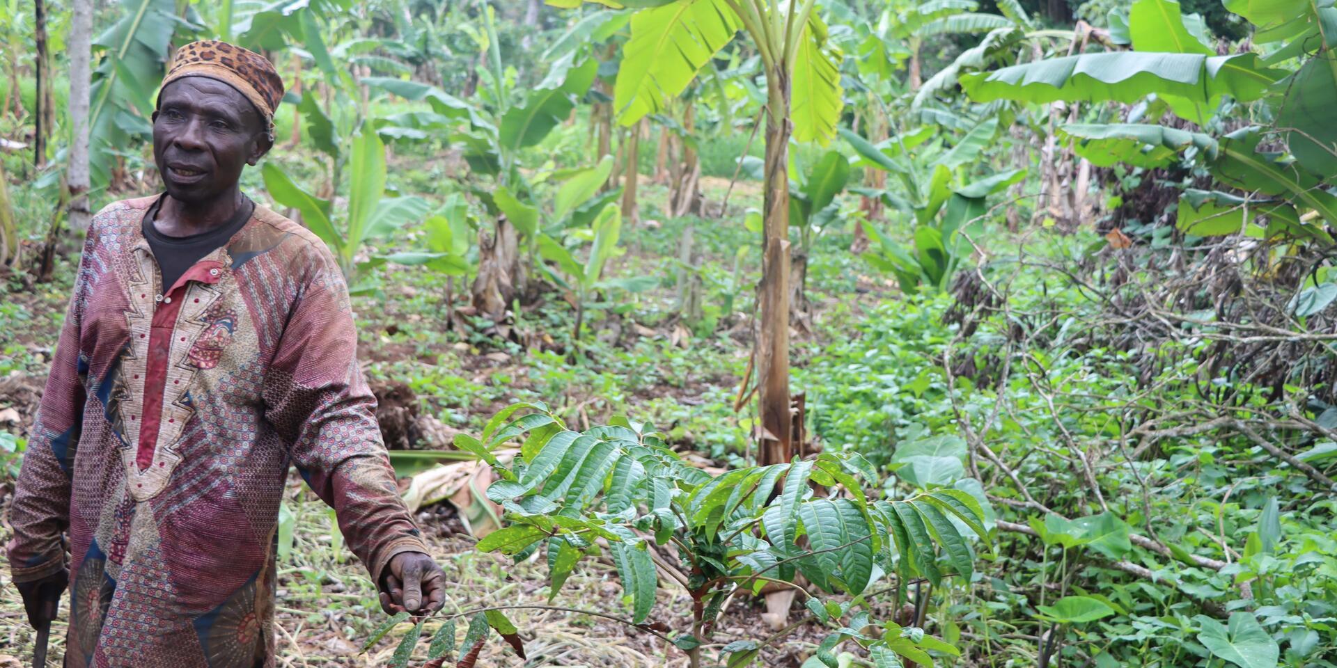 Plant, connect, transform The MyFarmTrees model put to the test in the field  - Alliance Bioversity International - CIAT