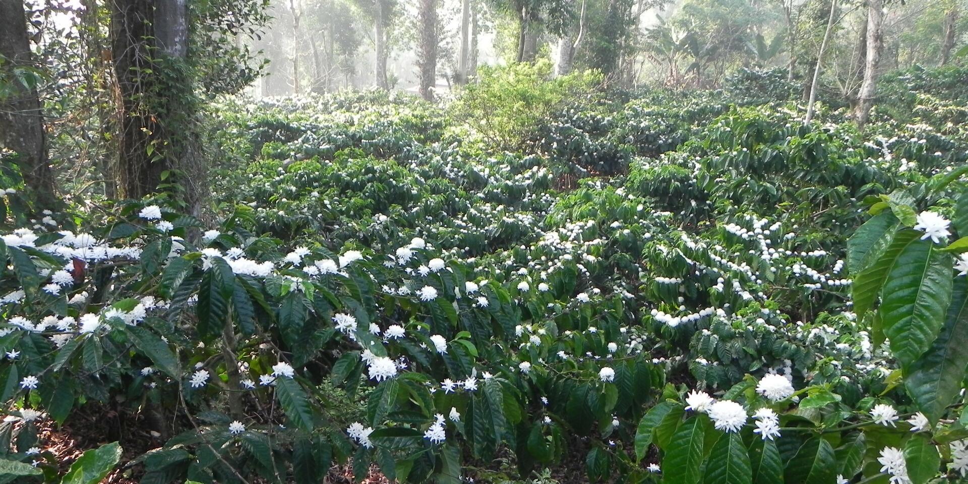 Smallholder farms maintain strong pollinator diversity &ndash; even when far from forests