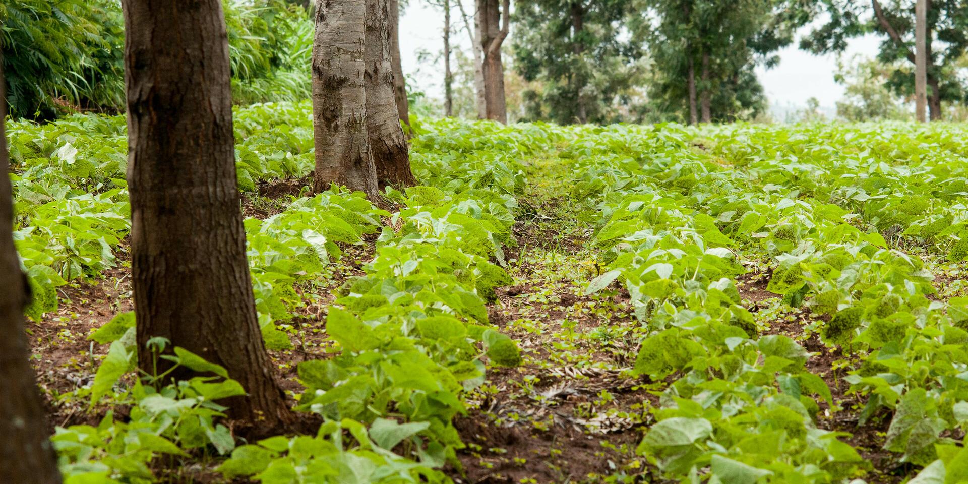 Projects and Flagship Initiatives in Burundi - Alliance Bioversity International - CIAT